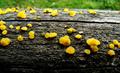 golden jelly fungus ، yellow trembler ، witches' butter